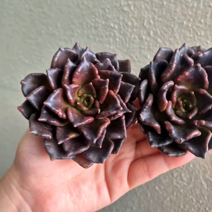 多肉植物 ❤️マディバ ❤️ 饺子皮❤️1大頭15cm拔キ苗 从吃不起到人