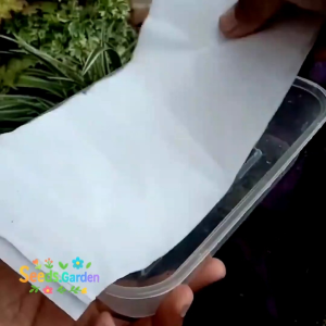 150 BUTIR BIJI/BENIH TANAMAN SIOMAK MERAH