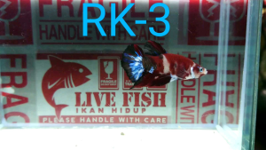 Betta fish Male _RK-3