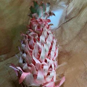 Nanas Merah Fresh: Manfaat dan Cara Mengonsumsi