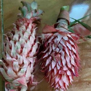 Jual Buah nanas merah nanas muda 1 kg fresh-az