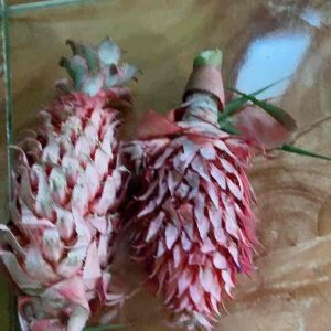 Buah Nanas Merah 1 Kg: Khasiat & Manfaat