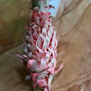 Buah nanas muda nanas merah segar 500 gram petik langsung kirim-az