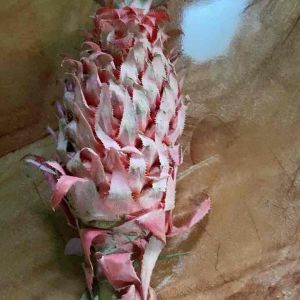 Nanas merah nanas buaya nanas hutan muda 1 kg-az