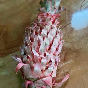 Buah nanas merah kondisi muda petik langsung 500 gram-az