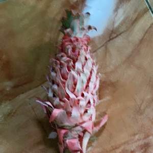 Hemat 250 gram buah nanas muda nanas merah segar-az