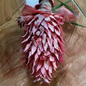Nanas merah 250 gram: Diet Sehat & Camilan Segar