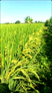 Benih Padi Unggul CIHERANG RANCANUNGGUL Kemasan 1 KG