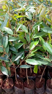 ต้นทุเรียนหมอนทองเสียบยอดพร้อมลงแปลงปลูก ความสูง 40-60ชม.ชุด2ต้น ชื้อ10ต้นแถม1ต้น