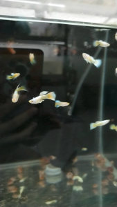 Guppy Full Gold Pair