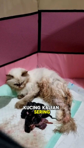 Vitamin Anti Hamil Kucing Ampuh Mencegah Kehamilan pada Kucing Betina Dewasa
