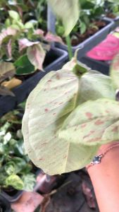 ออมชมพูด่างมิลค์ (Syngonium milk confetti)