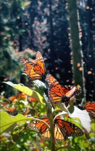 Cà phê đen hòa tan Black Coffee Strong cafe nguyên chất hòa tan 100% hạt Robusta cà phê Inspired Coffee