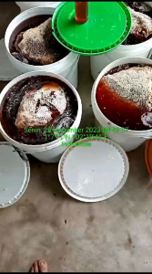 Madu Madina 1 kg Asli dan Murni