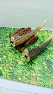 Pipa once padutan tanduk RS original B35