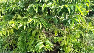 Entres kopi robusta klon kriting jember 25 ranting