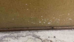 [ SDS LICENCE ] Powerful stain removal . Toilet Cleaner / Floor Cleaner / Window Tingkap / Cuci Kerata / Furniture (500ml / 1L)