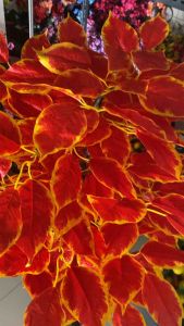 Daun Bunga Sudut Ruangan Beringin Oranye