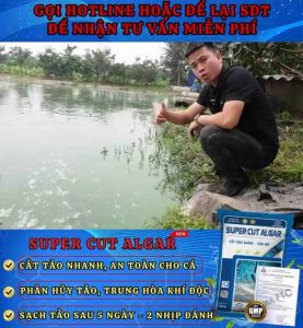 SUPER CUT AGAR + CÁT TẢO XANH - TẢO ĐỎ DIỆT TẢO ĐỘC thủy sản - LÀM SẠCH HOÀN TOÀN TẢO TRONG AO NƯỚC