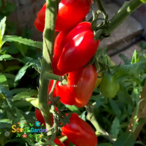 12 BUTIR BIJI BENIH TANAMAN TOMAT SAN MARZANO