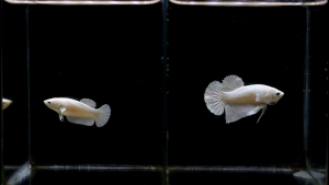 ปลากัด สวยงาม 1คู่(2ตัว)ผู้เมีย ไวท์แพลตตินั่ม สีขาว พร้อมรัด คัดเกรด ตรงปก แข็งแรง(มีรับประกัน)