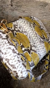 Tas kulit ular selempang Hellena