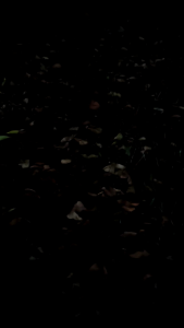 215 Yellow Light Headlamp