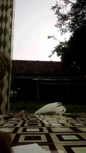 Pisau Dapur Bahan Baja Super Tajam