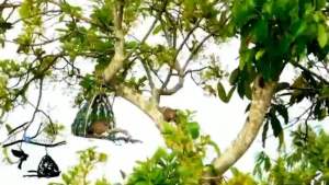 lụp cu gáy lợp lá dương sỉ tặng cóng vs bổi quấn tay