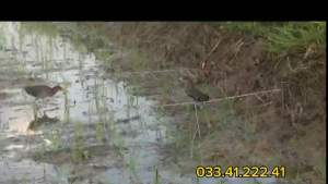 thòng bẫy chằng nghịch mắt đỏ vòng 6cm bộ 7khung mỗi khung 7 vòng