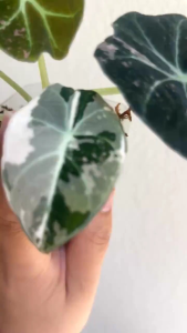 Alocasia black velvet variegatedลายด่างโทนหลากสีไม้เนื้อเยื่อล๊อตลุ้นด่างอนุบาลมากกว่า3เดือน