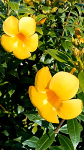 บานบุรีแคระ กระถาง 11 นิ้ว ต้นสวยและแข็งแรง (กทม)