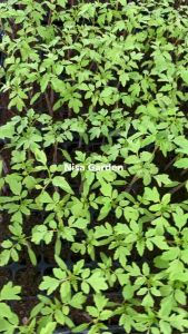 ต้นกล้ามะเขือเทศ สีดา รากแข็งแรง โตเร็ว 🔥(ชุด 10 แถมฟรี 2)🔥