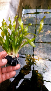 valisneria spiralis mediya wabikusa tanaman aquascape aquarium