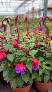 Tanaman Hias Hidup Bunga Gantung Lampion Lonceng Bunga Fuchsia Merah Putih Anting India Ungu