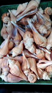 kerang bekicot ecer - kerang koleksi - kerang bahan kerajinan - kerang cantik - cangkang kerang dekorasi