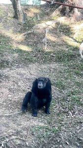 Zoo Negara - Adopt our Max