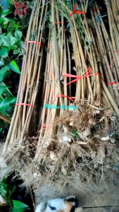 Bibit Bambu Kuning Hias: Tanam & Dekorasi