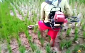 Alat Matun Padi Modern | Alat Penyiang Gulma Padi