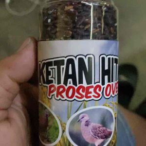 Pakan Burung DERKUKU Puter Perkutut