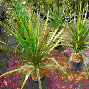 TANAMAN HIAS PANDAN BALI 1 METER