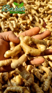 Temu Putih Segar 1kg Temu Putih fresh Temu Putih Asli