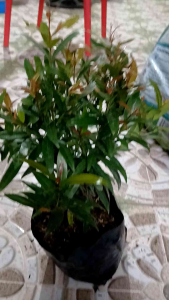 Eugenia is a massive genus of evergreen trees and shrubs in the myrtle family (Myrtaceae). LIVE PLANT IN POLYBAG