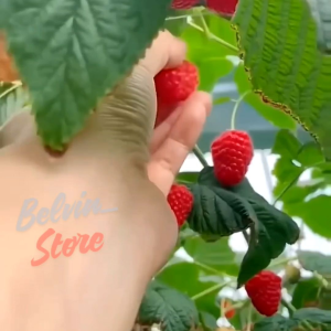 (-+200 butir) Benih tanaman buah rasberry merah | raspberries red [kemasan pabrik]
