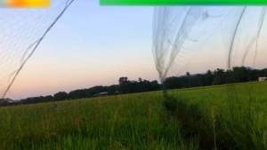 Lưới Bẫy Chim mắt 6p/cao 5m/4 dây /3 túi (chào mào hoành hoạch cu tiểu cu gáy...).