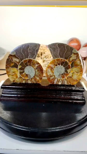 Natural High Grade Madagascar Ammolite(One Pair) AN04