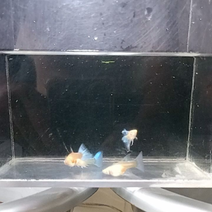 Sky Blue Ribbon 1 Set of 4 1 Normal Male 1 Ribbon Female 1 Ribbon Female