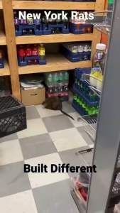 สเปรย์ไล่หนู จิ้งจก มด เเละเเมลงสาบ ออร์เเกนิค รวยซี่พลัส ขนาด 500 ml.