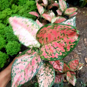 Tanaman Hias Aglonema Dud Anjamani / Pohon Aglonema Dud Anjamani Murah