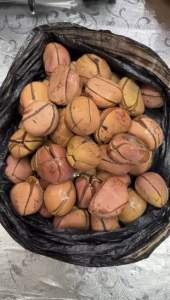 Clean fresh kola nut From Nigeria 3 in pack
